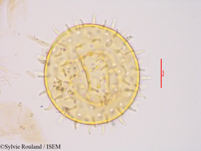 Sylvie.Rouland/Megistostegium_retusum_3421/Megistostegium_retusum_3421_0001(copy)_thumb.jpg