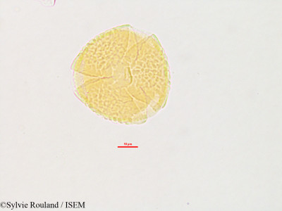 Sylvie.Rouland/Meibomia_cajanifolia_2789/Meibomia_cajanifolia_2789_0001(copy)_thumb.jpg
