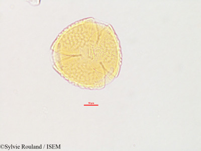 Meibomia cajanifolia - lame n° 2789