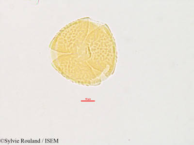 Meibomia cajanifolia - lame n° 2789