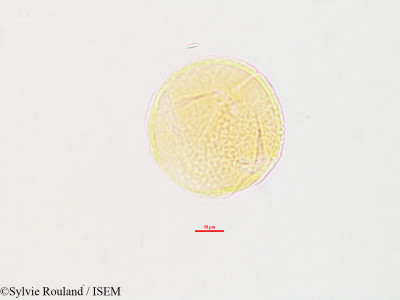 Meibomia cajanifolia - lame n° 2789