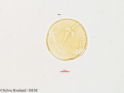 Meibomia cajanifolia - lame n° 2789
