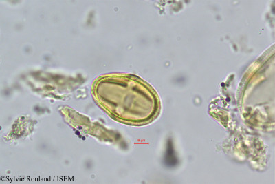 Sylvie.Rouland/Melanorrhoea_wallichii_277/Melanorrhoea_wallichii_277_0001(copy)_thumb.jpg