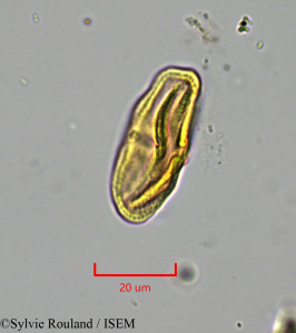 Sylvie.Rouland/Melanoselinum_decipiens_1897/Melanoselinum_decipiens_1897_0001(copy)_thumb.jpg