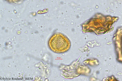 Sylvie.Rouland/Melanthesa_turbinata_5210/Melanthesa_turbinata_5210_0001(copy)_thumb.jpg