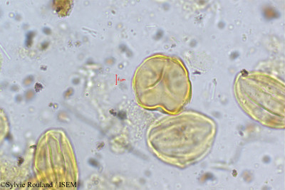Sylvie.Rouland/Melastoma_malabathricum_5298/Melastoma_malabathricum_5298_0001(copy)_thumb.jpg