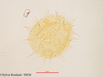Sylvie.Rouland/Melhania_corchoriflora_3151/Melhania_corchoriflora_3151_0001(copy)_thumb.jpg