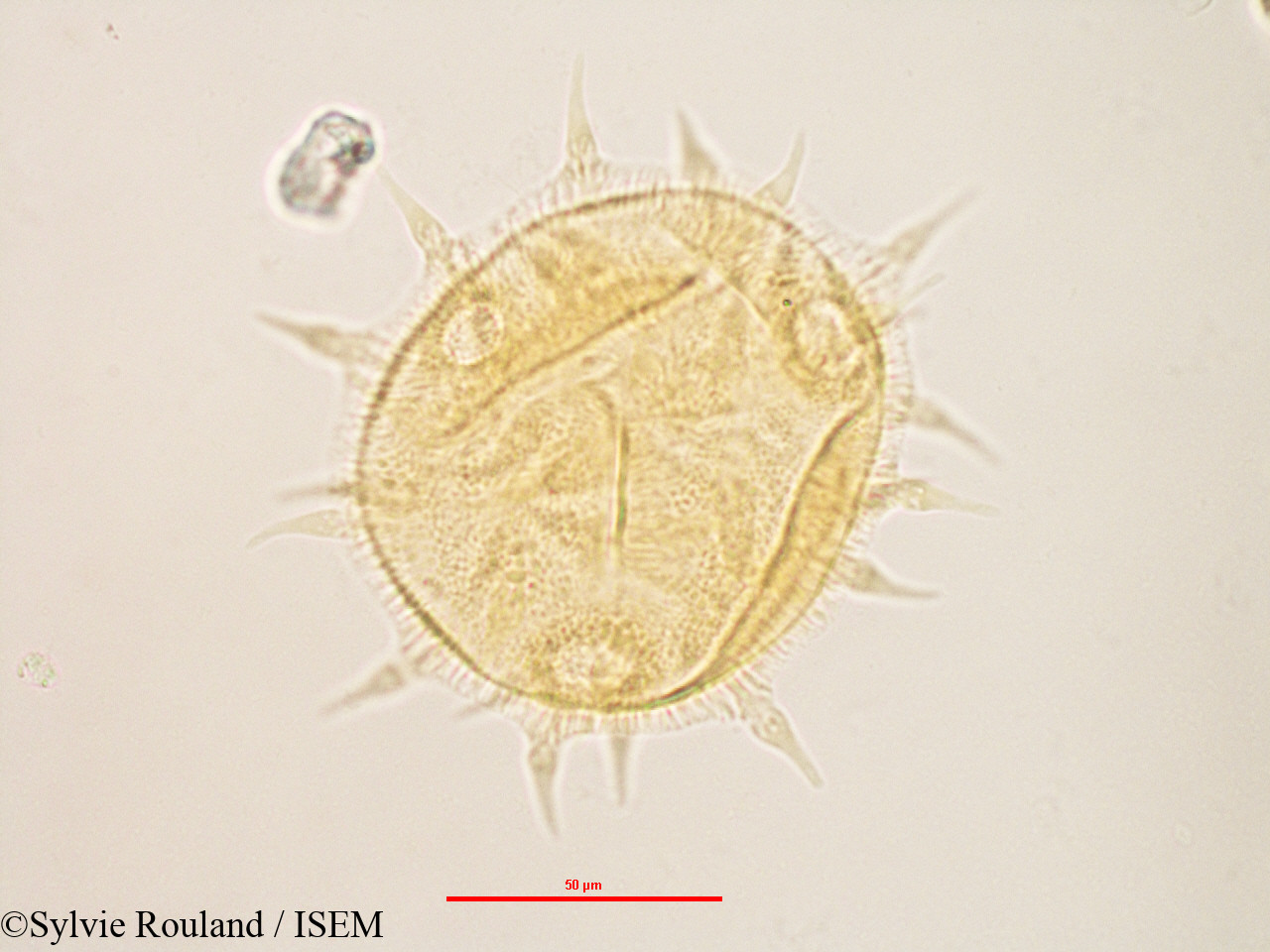 Sylvie.Rouland/Melhania_corchoriflora_3151/Melhania_corchoriflora_3151_0002(copy).jpg