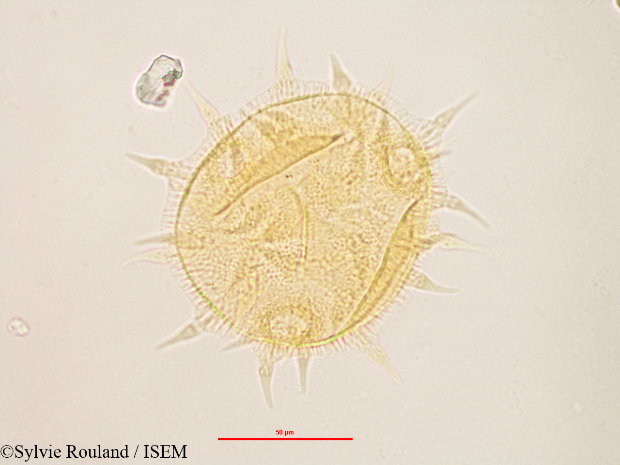 Sylvie.Rouland/Melhania_corchoriflora_3151/Melhania_corchoriflora_3151_0003(copy).jpg