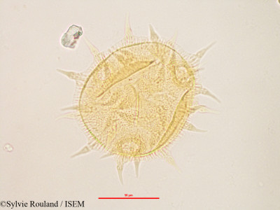 Melhania corchoriflora - lame n° 3151