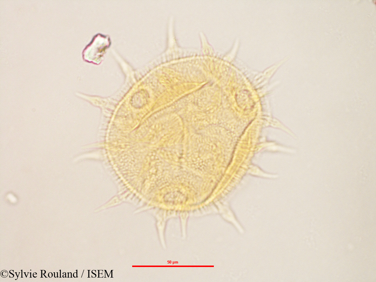 Sylvie.Rouland/Melhania_corchoriflora_3151/Melhania_corchoriflora_3151_0004(copy).jpg