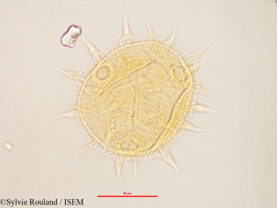 Melhania corchoriflora - lame n° 3151