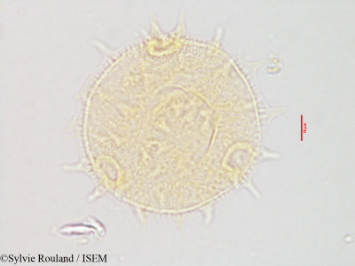 Sylvie.Rouland/Melhania_orbiculari-dentata_3145/Melhania_orbiculari-dentata_3145_0001(copy)_thumb.jpg
