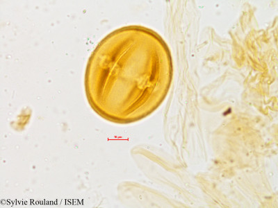 Melia composita - lame n° 4949
