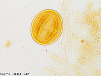 Melia composita - lame n° 4949