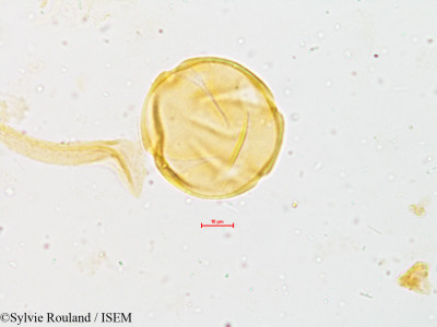 Melia composita - lame n° 4949