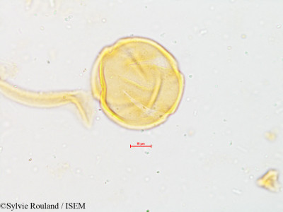 Melia composita - lame n° 4949