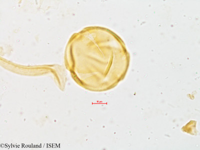 Melia composita - lame n° 4949