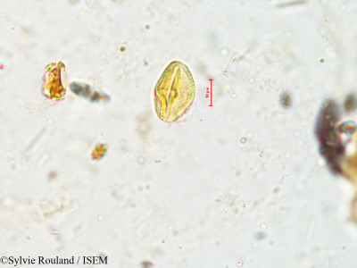 Sylvie.Rouland/Meliosma_simplicifolia_4039/Meliosma_simplicifolia_4039_0001(copy)_thumb.jpg