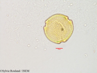 Sylvie.Rouland/Melochia_arborea_3142/Melochia_arborea_3142_0001(copy)_thumb.jpg