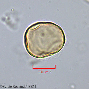 Sylvie.Rouland/Melodorum_punctulatum_1701/Melodorum_punctulatum_1701_0001(copy)_thumb.jpg