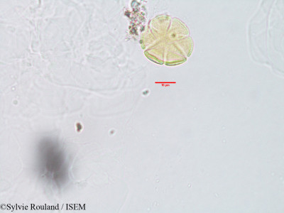 Sylvie.Rouland/Mentha_viridis_3097/Mentha_viridis_3097_0001(copy)_thumb.jpg