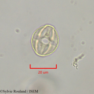 Sylvie.Rouland/Mercurialis_annua_47297/Mercurialis_annua_47297_0001(copy)_thumb.jpg