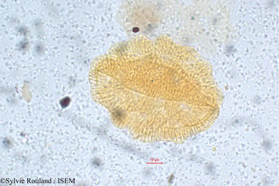Sylvie.Rouland/Merremia_tridentata_5808/Merremia_tridentata_5808_0001(copy)_thumb.jpg