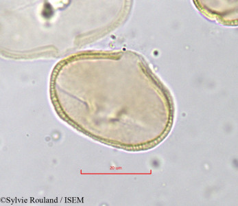 Sylvie.Rouland/Meum_atlanticum_837/Meum_atlanticum_837_0001(copy)_thumb.jpg