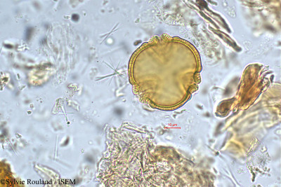 Sylvie.Rouland/Mezoneurum_cucullatum_5389/Mezoneurum_cucullatum_5389_0001(copy)_thumb.jpg