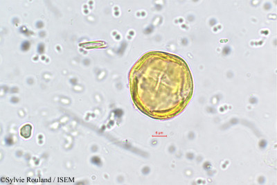 Sylvie.Rouland/Micrococca_beddomei_5733/Micrococca_beddomei_5733_0001(copy)_thumb.jpg