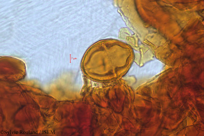Sylvie.Rouland/Micronychia_tsiramiramy_515/Micronychia_tsiramiramy_515_0001(copy)_thumb.jpg