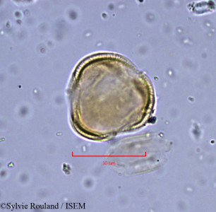 Sylvie.Rouland/Micropleura_renifolia_908/Micropleura_renifolia_908_0001(copy)_thumb.jpg