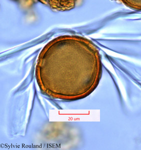 Sylvie.Rouland/Microsteira_argyrophylla_1388/Microsteira_argyrophylla_1388_0001(copy)_thumb.jpg