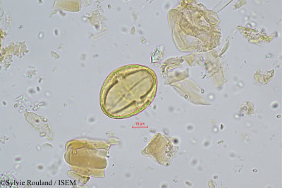 Sylvie.Rouland/Microstemon_curtisii_448/Microstemon_curtisii_448_0001(copy)_thumb.jpg
