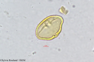 Sylvie.Rouland/Microstemon_poilanei_408/Microstemon_poilanei_408_0001(copy)_thumb.jpg