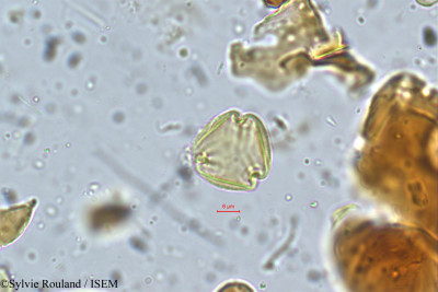 Sylvie.Rouland/Microtropis_stocksii_5331/Microtropis_stocksii_5331_0001(copy)_thumb.jpg