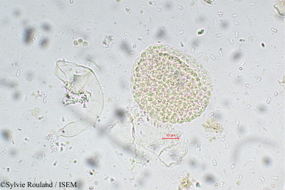 Sylvie.Rouland/Miliusa_eriocarpa_5504/Miliusa_eriocarpa_5504_0001(copy)_thumb.jpg