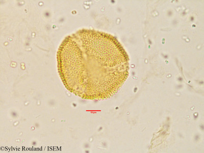 Sylvie.Rouland/Millingtonia_hortensis_3842/Millingtonia_hortensis_3842_0001(copy)_thumb.jpg