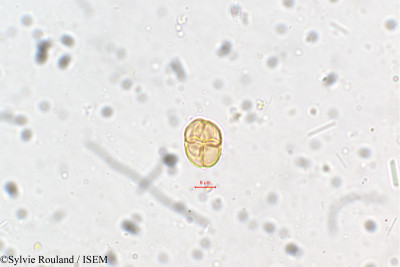Sylvie.Rouland/Mimosa_polyancistra_5410/Mimosa_polyancistra_5410_0001(copy)_thumb.jpg