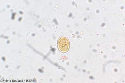 Mimosa polyancistra - lame n° 5410