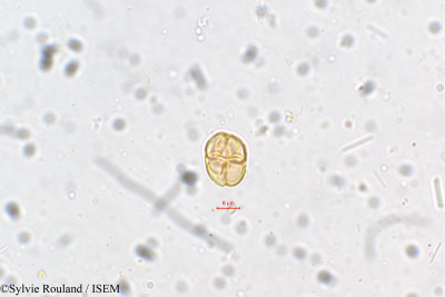 Mimosa polyancistra - lame n° 5410