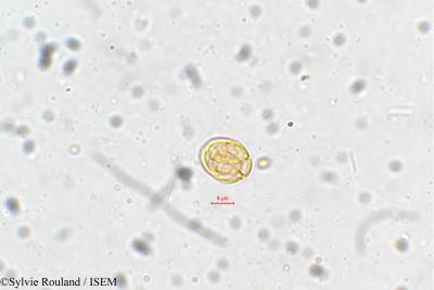 Mimosa polyancistra - lame n° 5410