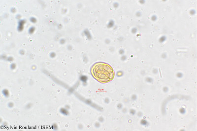 Mimosa polyancistra - lame n° 5410