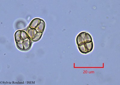 Mimosa rubicaulis - lame n° 2130