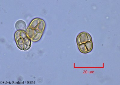 Mimosa rubicaulis - lame n° 2130