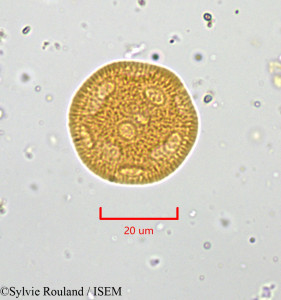 Sylvie.Rouland/Minuartia_rostrata_1682/Minuartia_rostrata_1682_0001(copy)_thumb.jpg