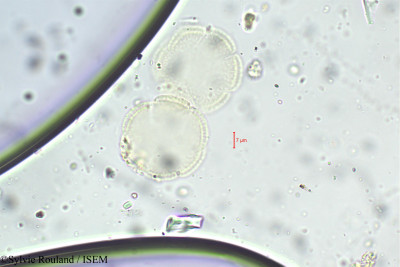 Sylvie.Rouland/Mitracarpus_verticillatus_21/Mitracarpus_verticillatus_21_0001(copy)_thumb.jpg