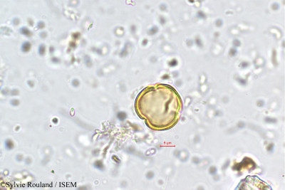 Sylvie.Rouland/Mitrasacme_alsinoides_5709/Mitrasacme_alsinoides_5709_0001(copy)_thumb.jpg