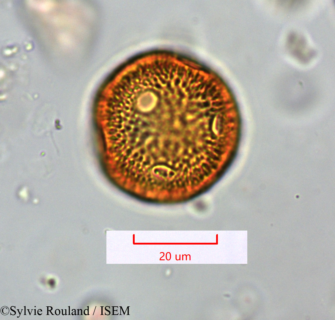 Sylvie.Rouland/Moehringia_dasyphylla_31340/Moehringia_dasyphylla_31340_0002(copy).jpg